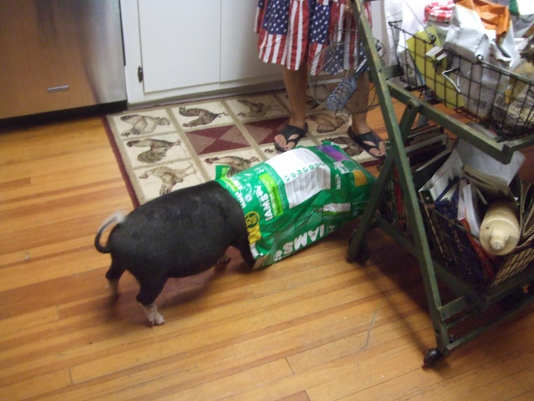 Wilbur's Fan Page - Our wonderful rescue pot belly pig ...